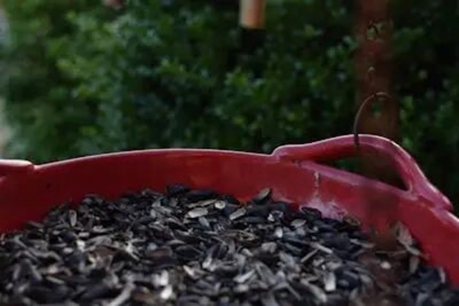 PT新手完全指南:搞懂保种/辅种/魔力,玩转 qb + tr + IYUU 自动化神操作!