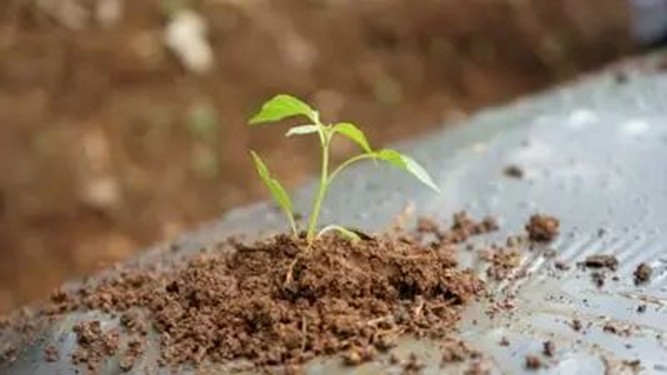 PT新手完全指南:搞懂保种/辅种/魔力,玩转 qb + tr + IYUU 自动化神操作!