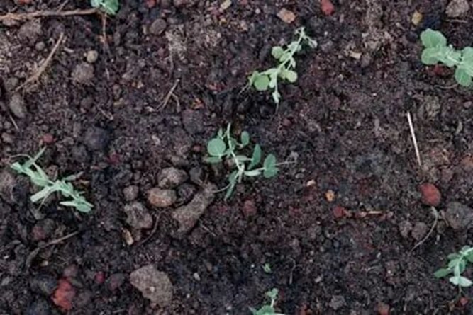 PT新手完全指南:搞懂保种/辅种/魔力,玩转 qb + tr + IYUU 自动化神操作!